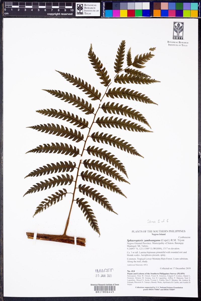 Sphaeropteris zamboangana photo 2