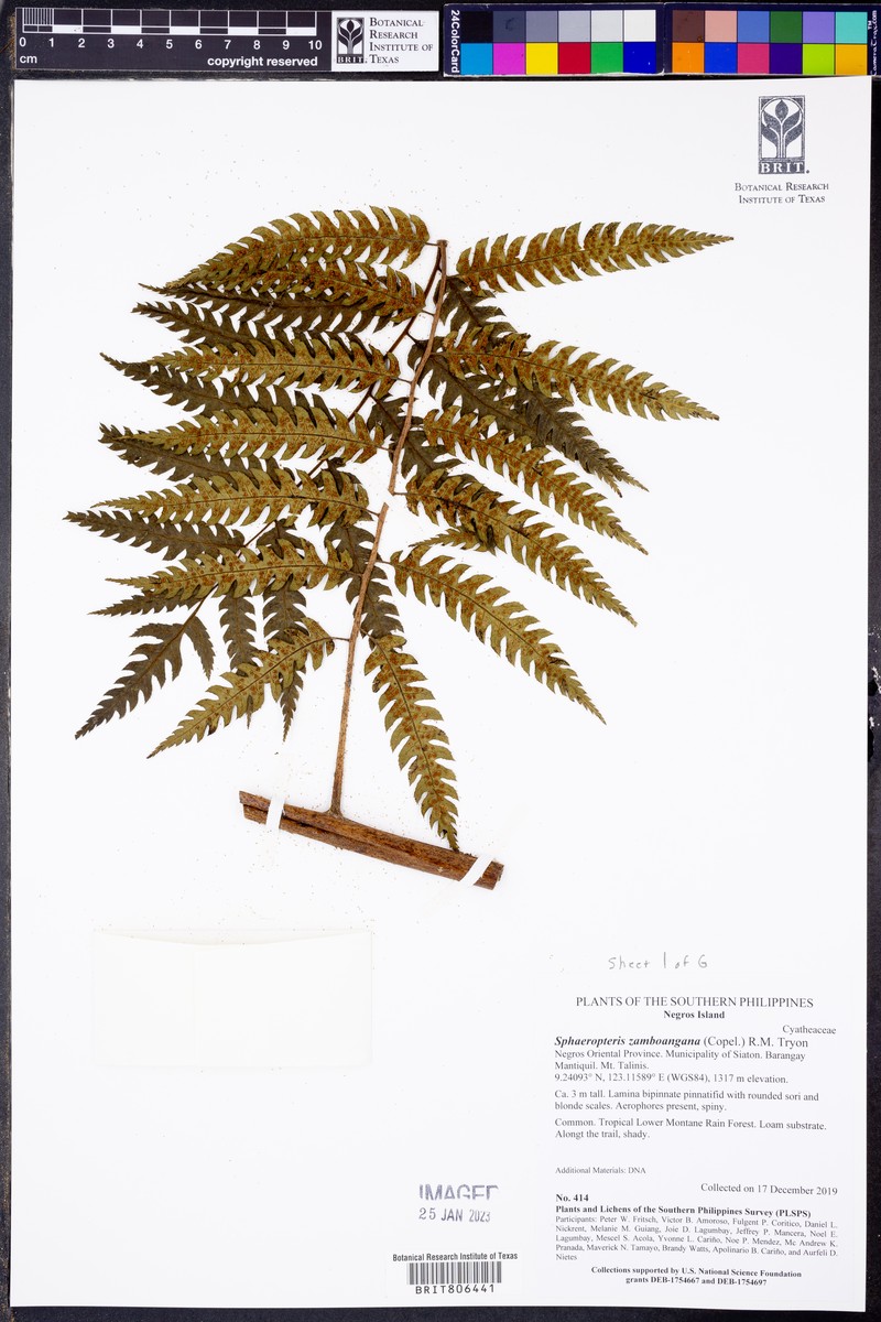 Sphaeropteris zamboangana photo 3