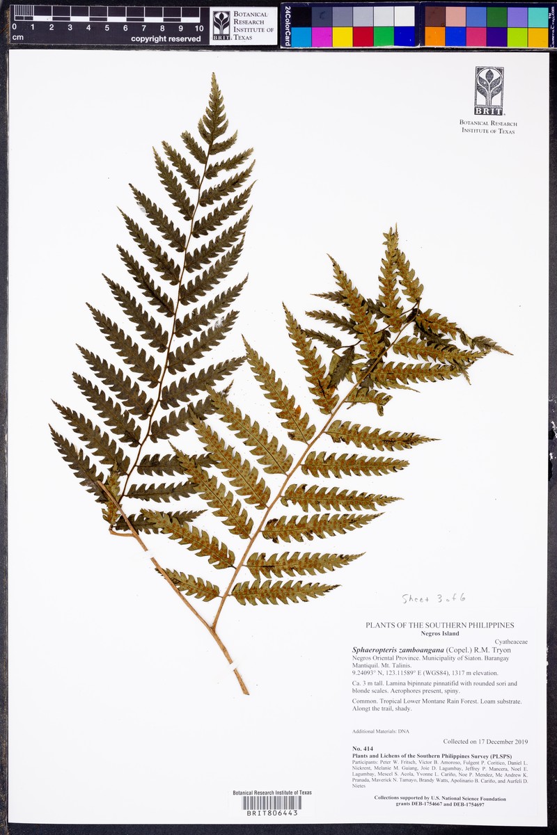 Sphaeropteris zamboangana photo 4