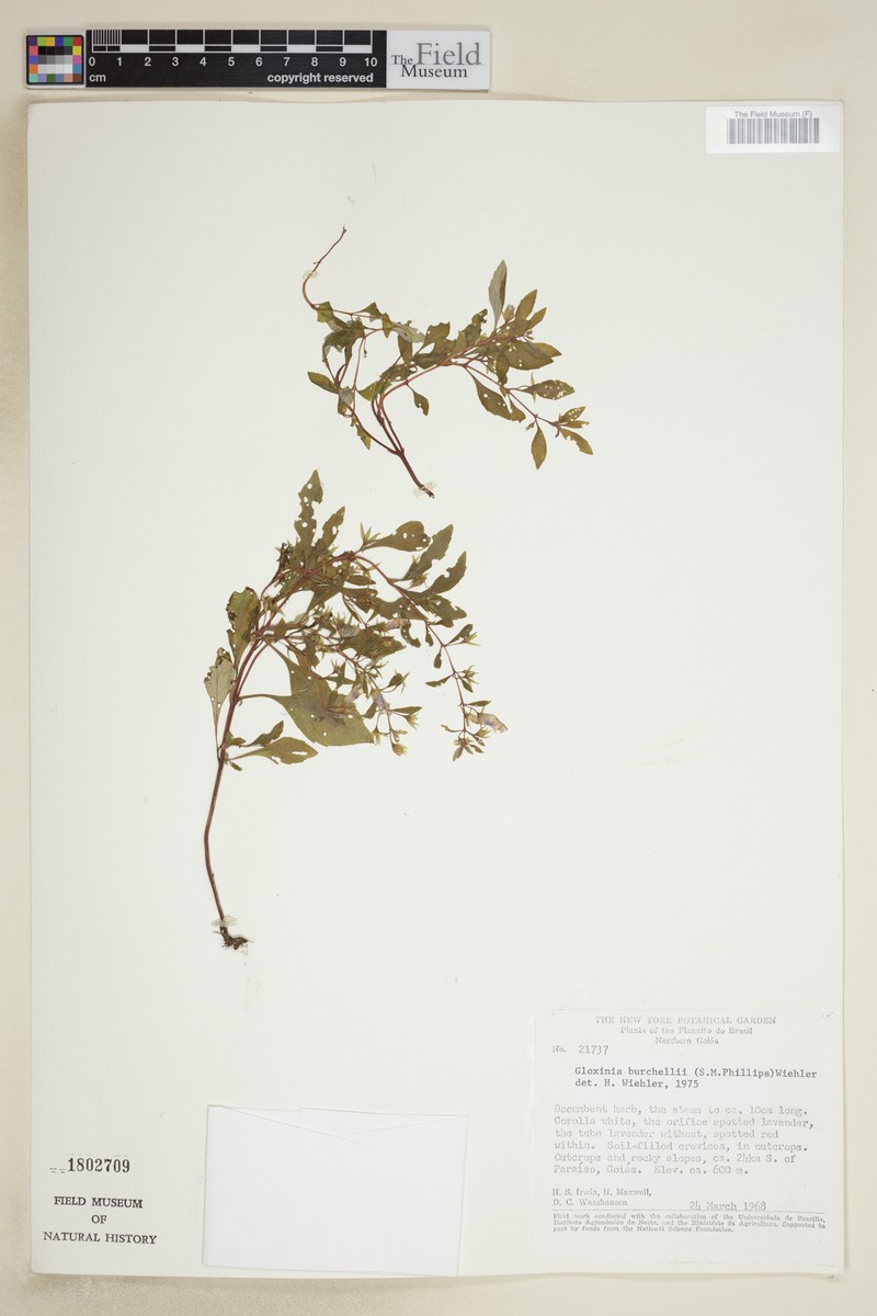 Sphaerorrhiza burchellii