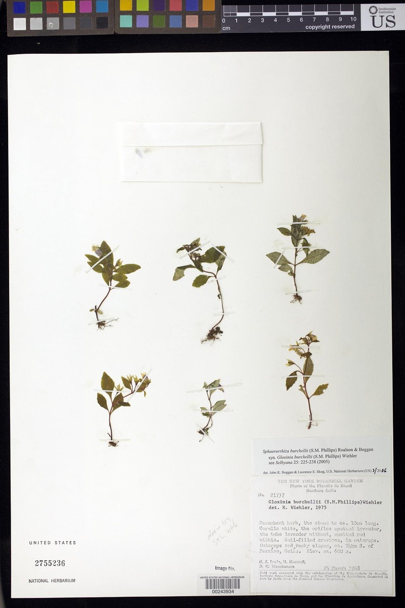 Sphaerorrhiza burchellii photo 2