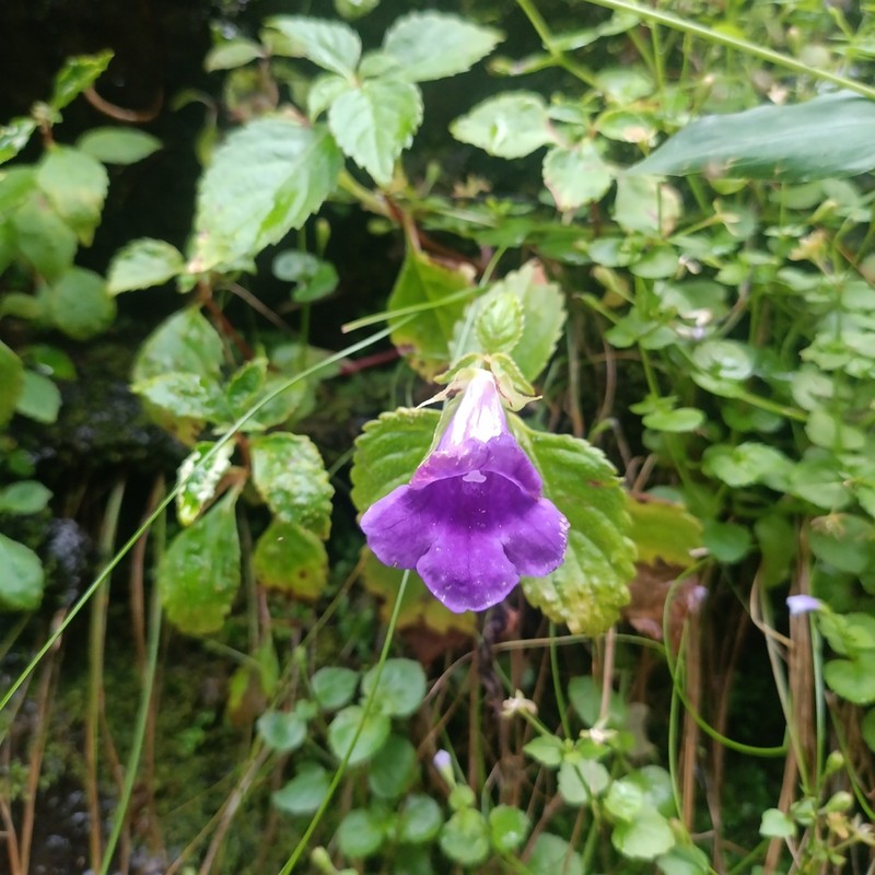 Sphaerorrhiza sarmentiana photo 2