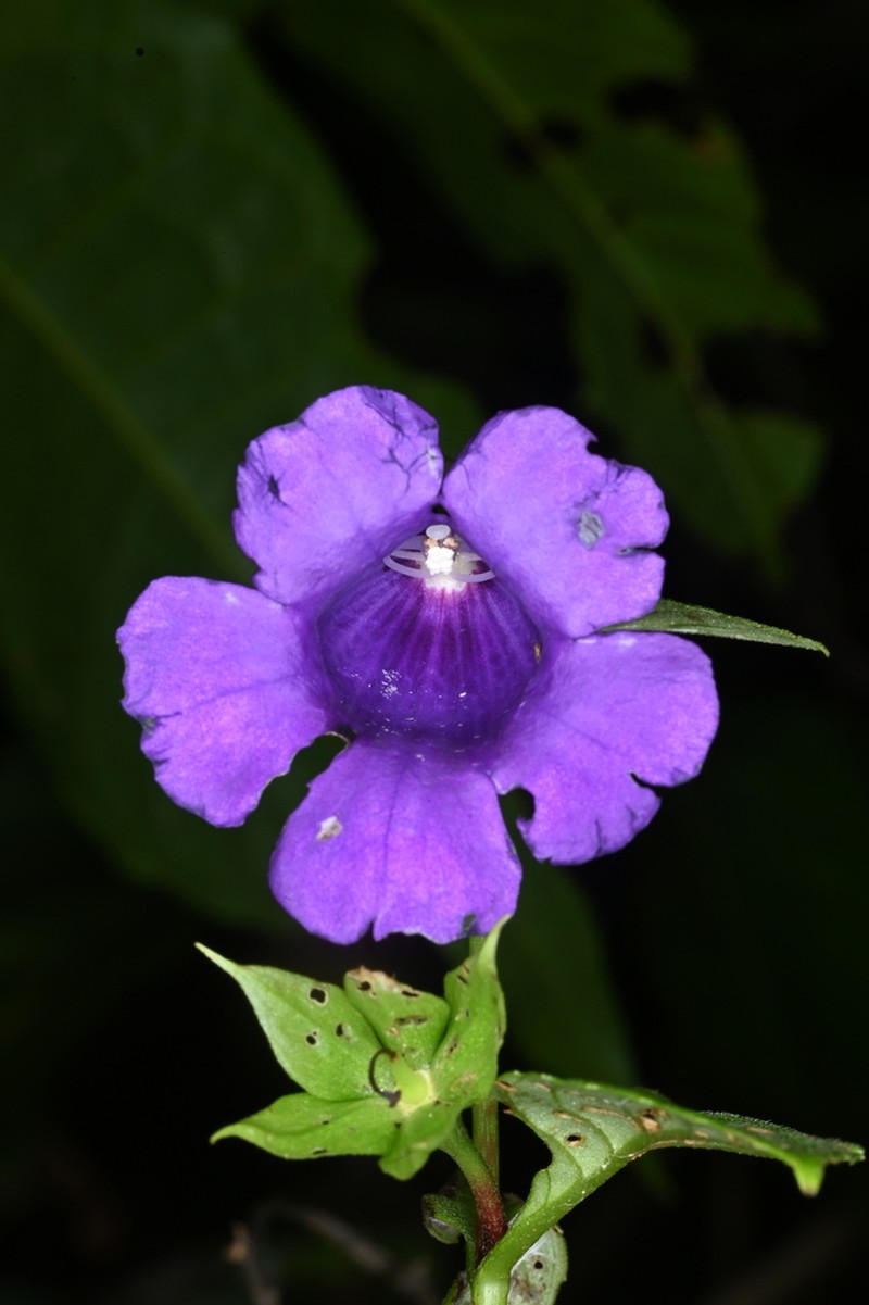 Sphaerorrhiza sarmentiana photo 4