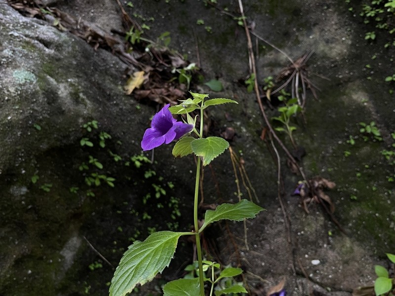 Sphaerorrhiza sarmentiana photo 6
