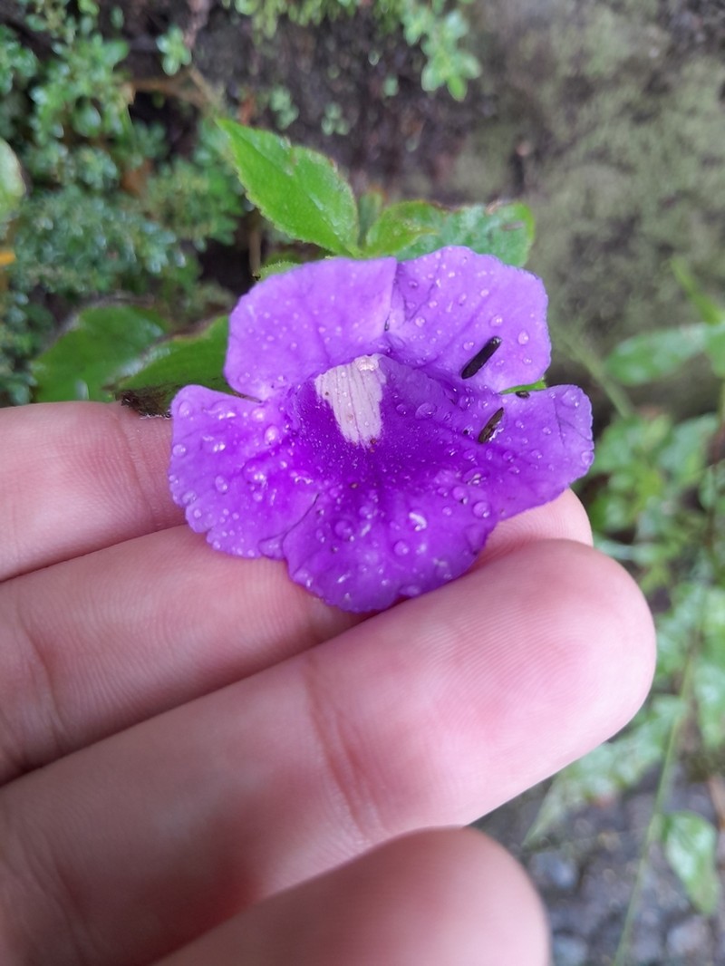 Sphaerorrhiza sarmentiana photo 7