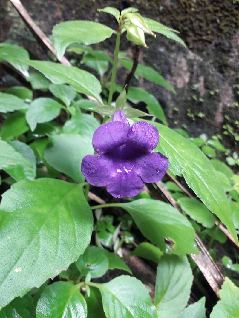 Sphaerorrhiza sarmentiana photo 8