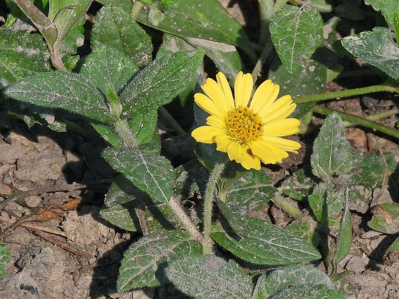 Sphagneticola brachycarpa photo 2