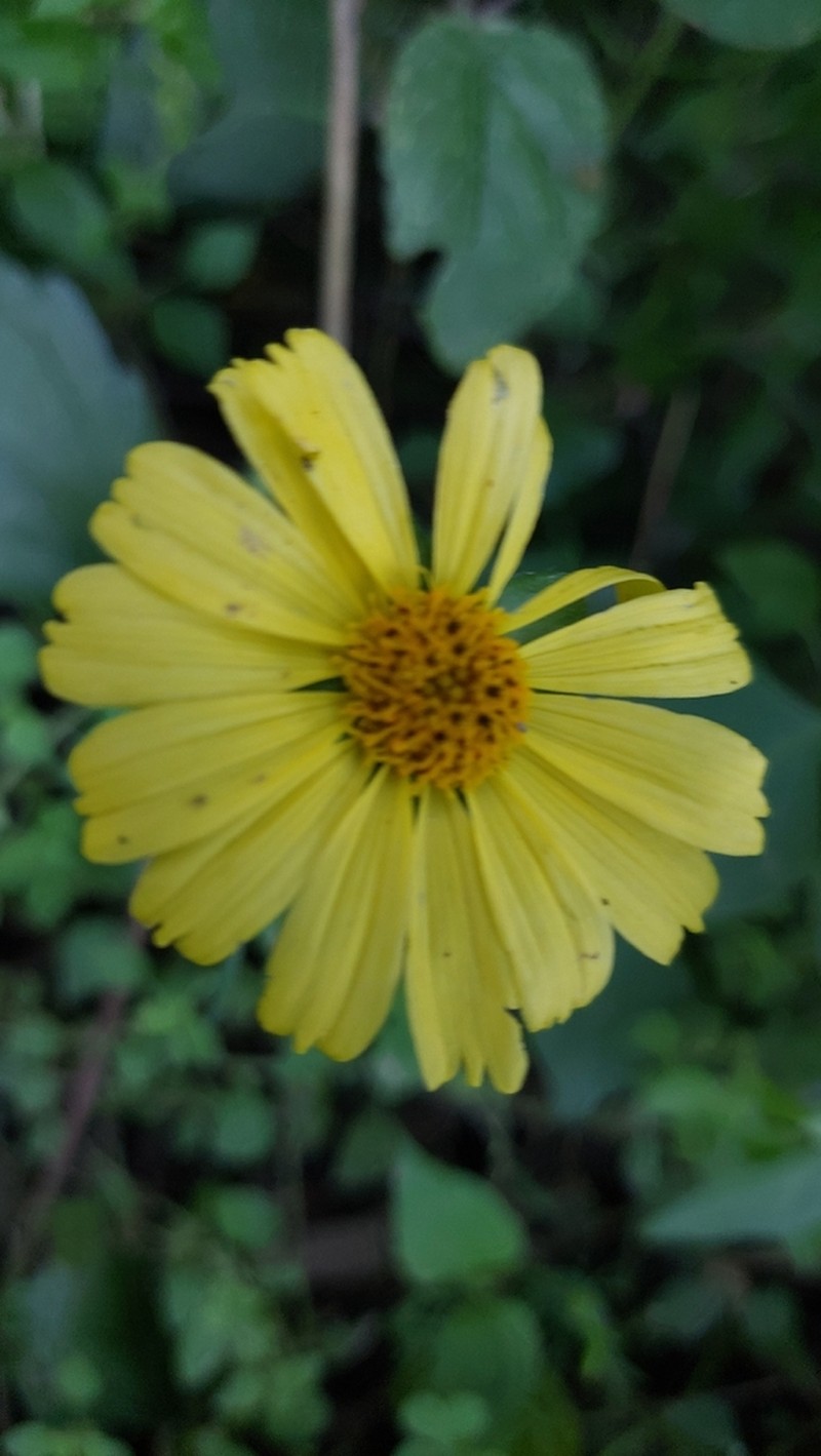 Sphagneticola brachycarpa photo 3