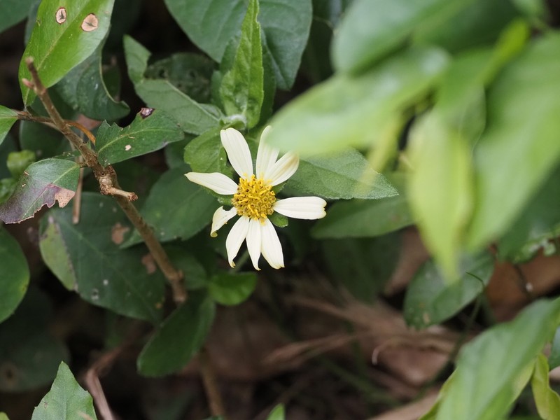 Sphagneticola brachycarpa photo 4