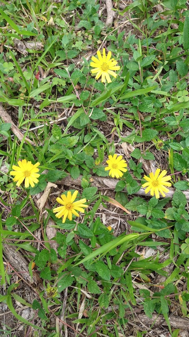 Sphagneticola brachycarpa photo 5
