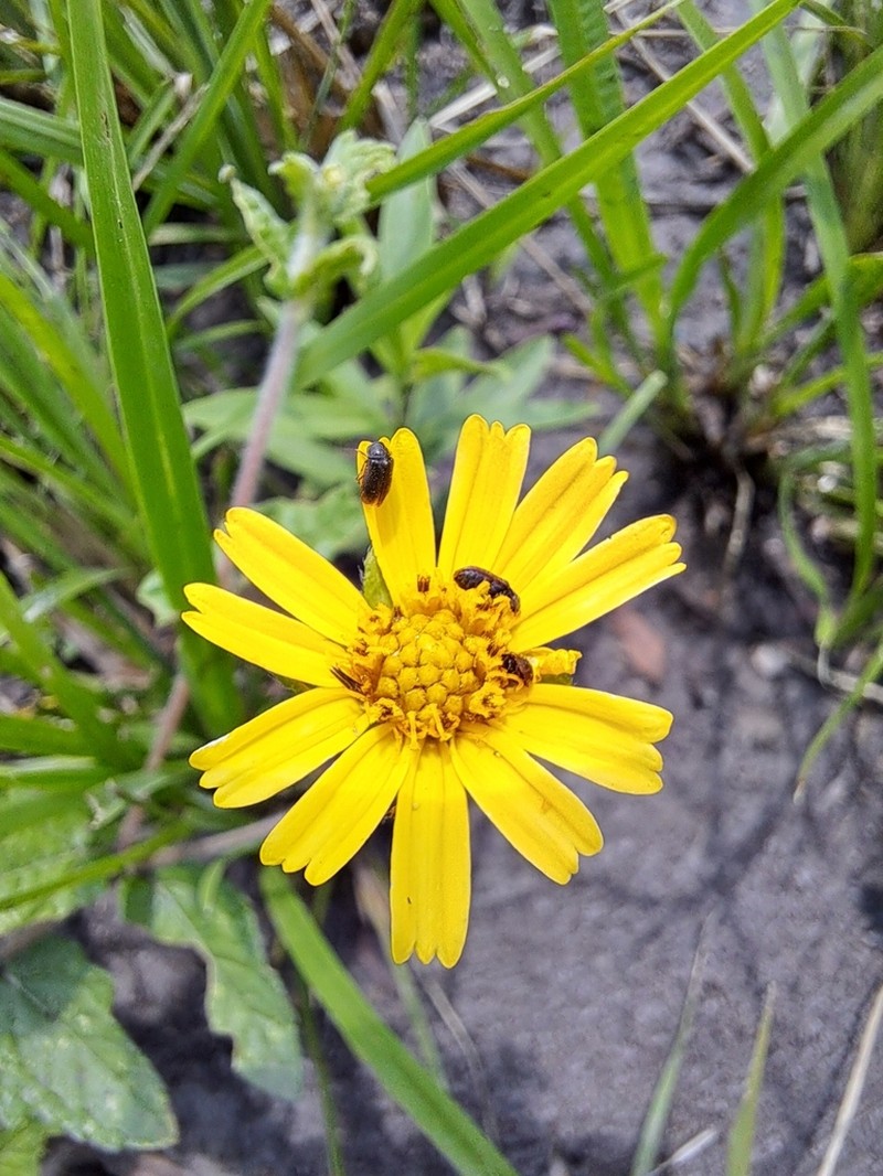 Sphagneticola brachycarpa photo 6