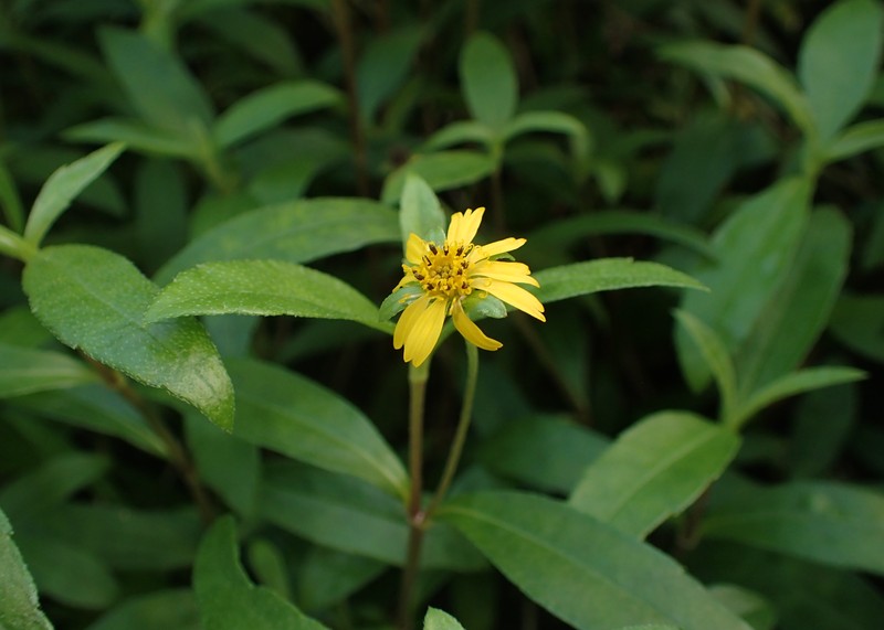 Sphagneticola calendulacea
