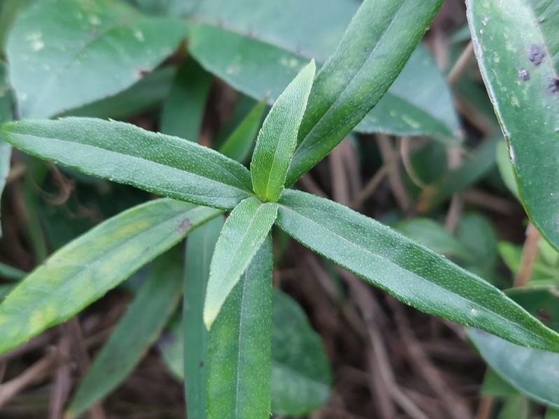Sphagneticola calendulacea photo 2