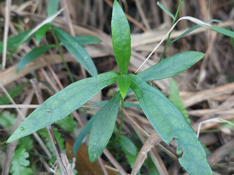 Sphagneticola calendulacea photo 4