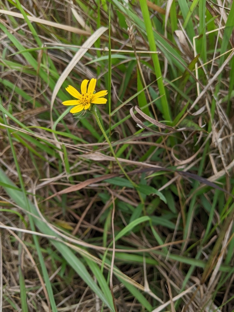 Sphagneticola calendulacea photo 5