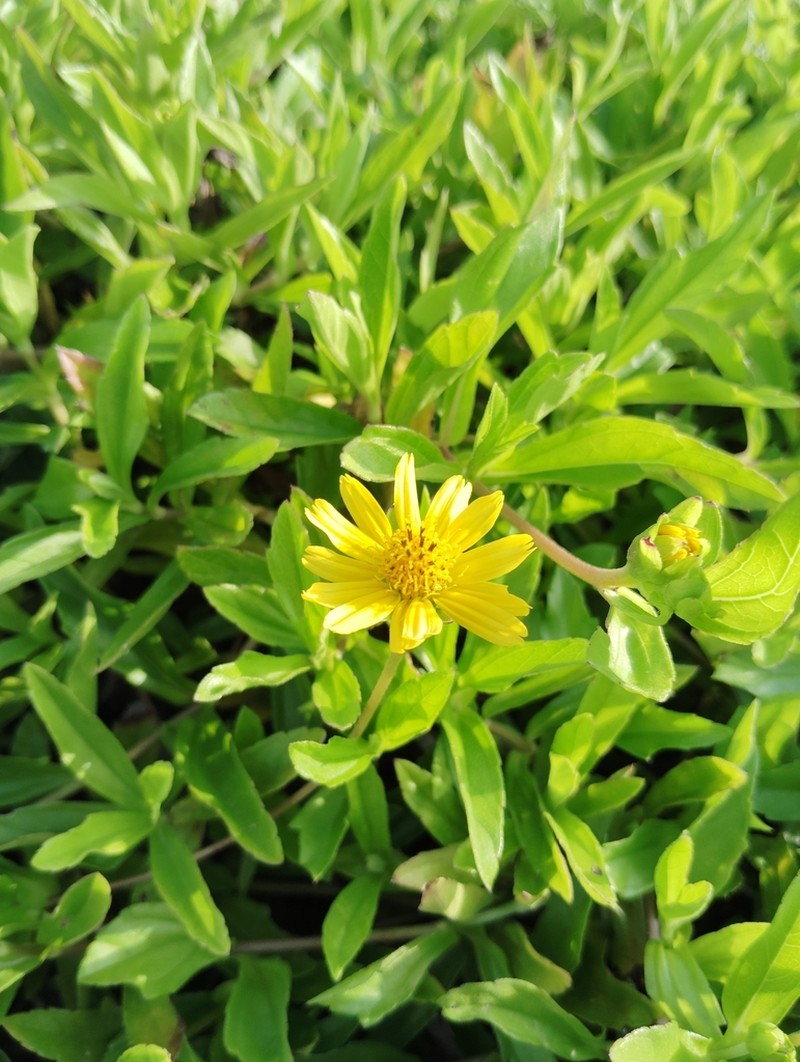 Sphagneticola calendulacea photo 6
