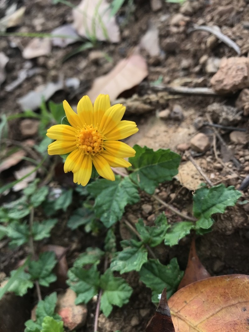 Slender Creeping-Oxeye
