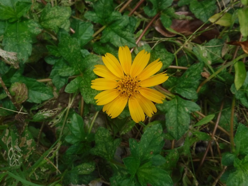 Slender Creeping-Oxeye photo 3