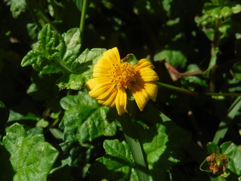Slender Creeping-Oxeye photo 5
