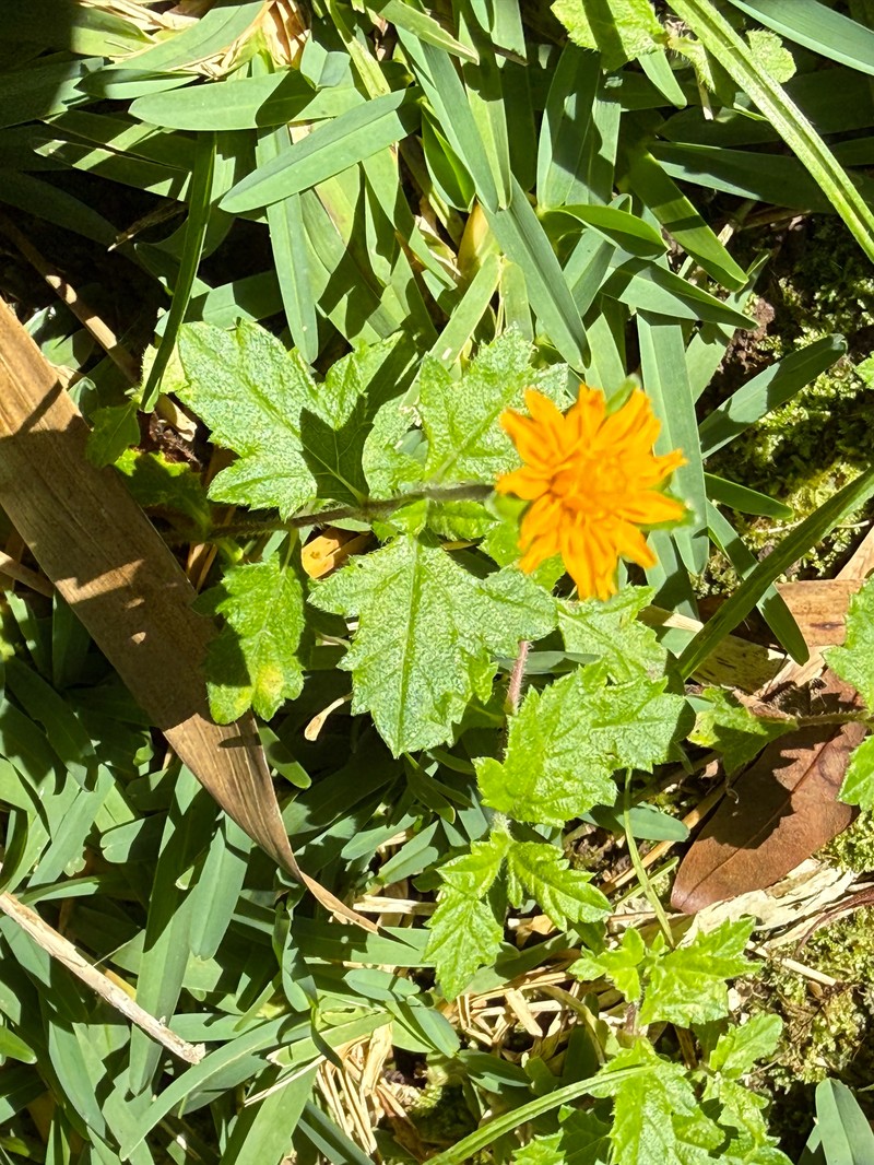 Slender Creeping-Oxeye photo 6