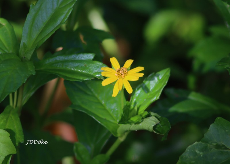 Slender Creeping-Oxeye photo 7