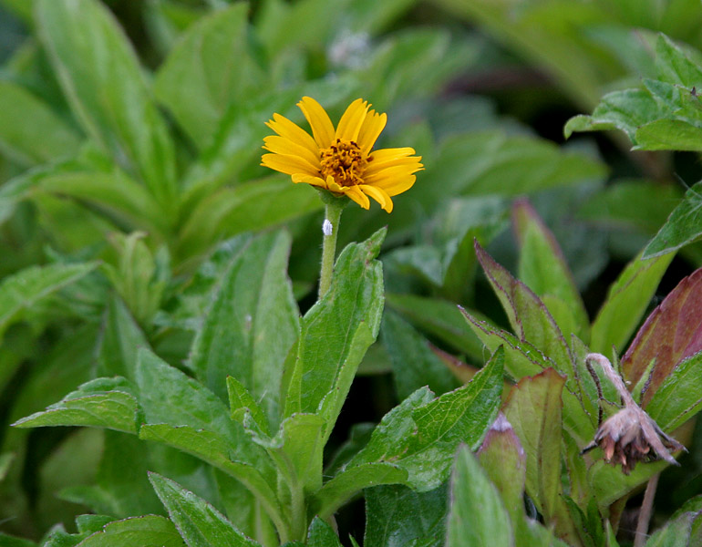 Bay Biscayne Creeping-Oxeye photo 4