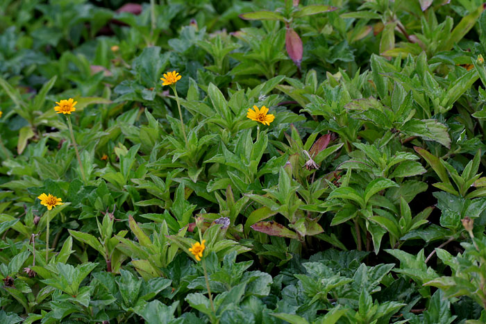 Bay Biscayne Creeping-Oxeye photo 5