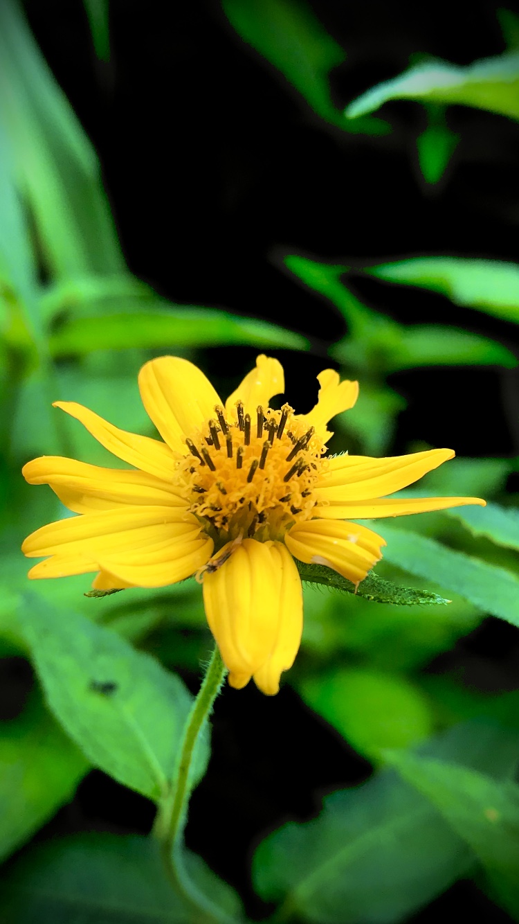 Bay Biscayne Creeping-Oxeye photo 6
