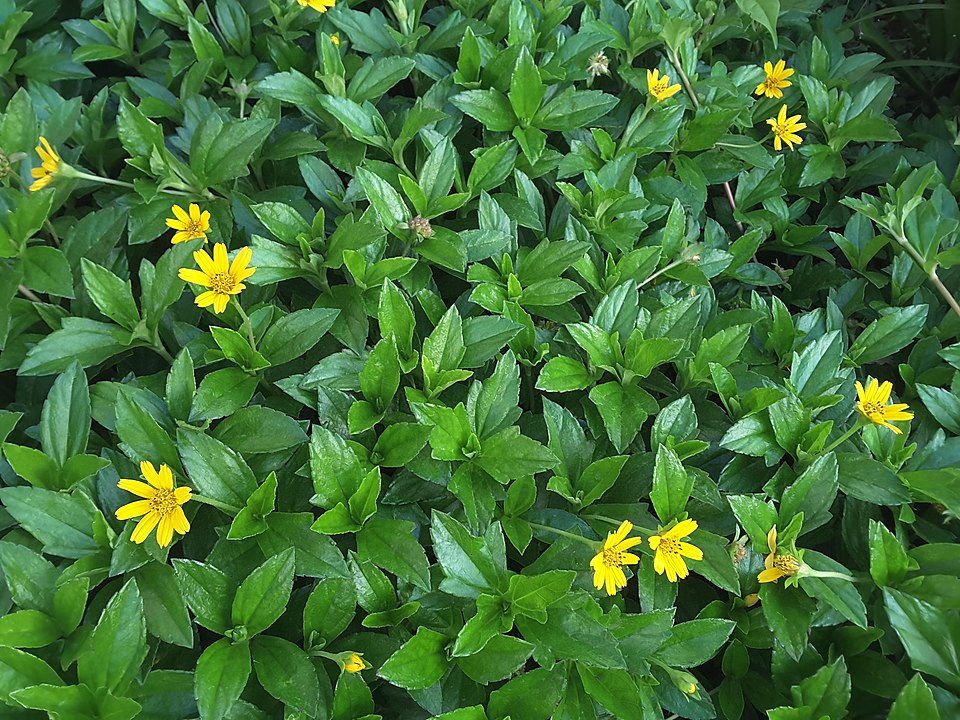 Bay Biscayne Creeping-Oxeye photo 7