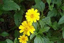 Bay Biscayne Creeping-Oxeye