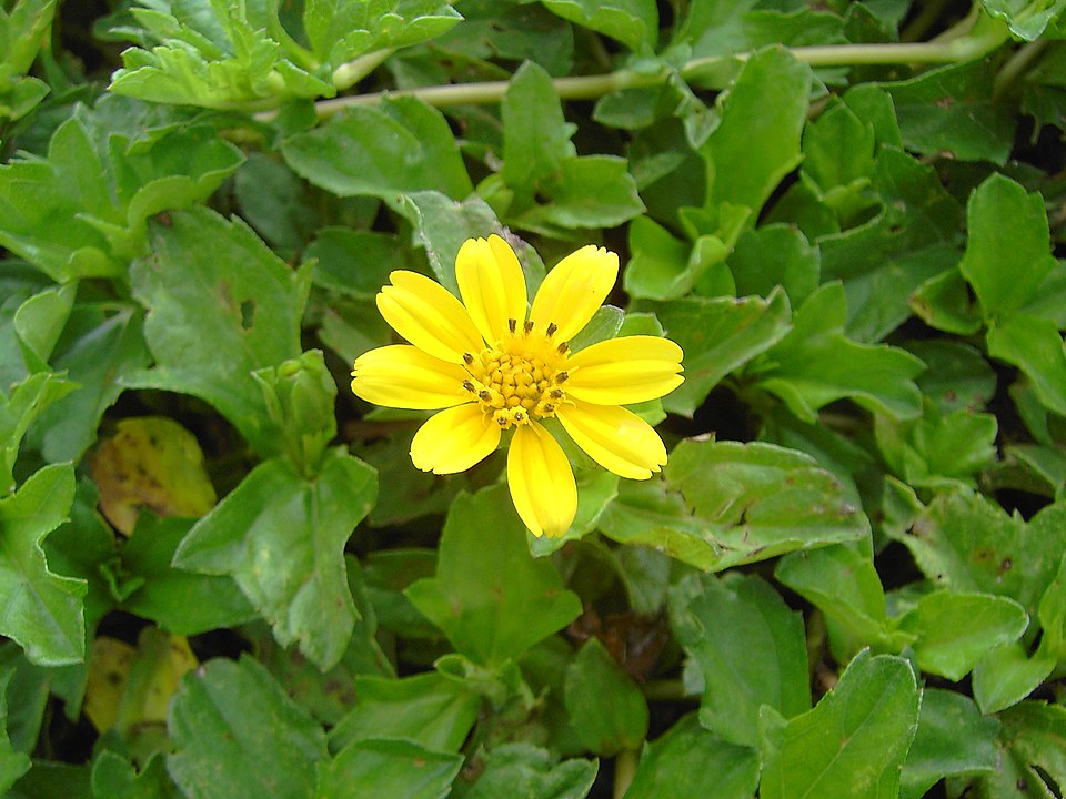 Bay Biscayne Creeping-Oxeye photo 8
