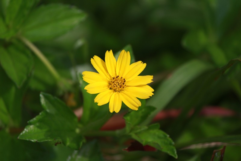 Bay Biscayne Creeping-Oxeye photo 2