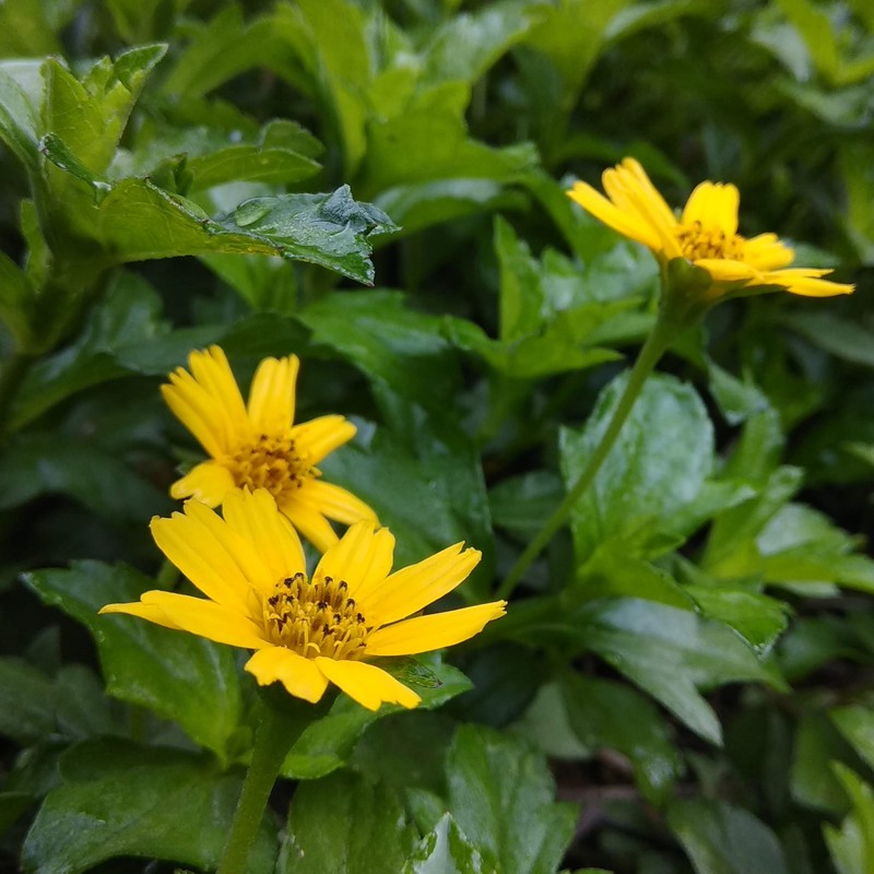 Bay Biscayne Creeping-Oxeye photo 3