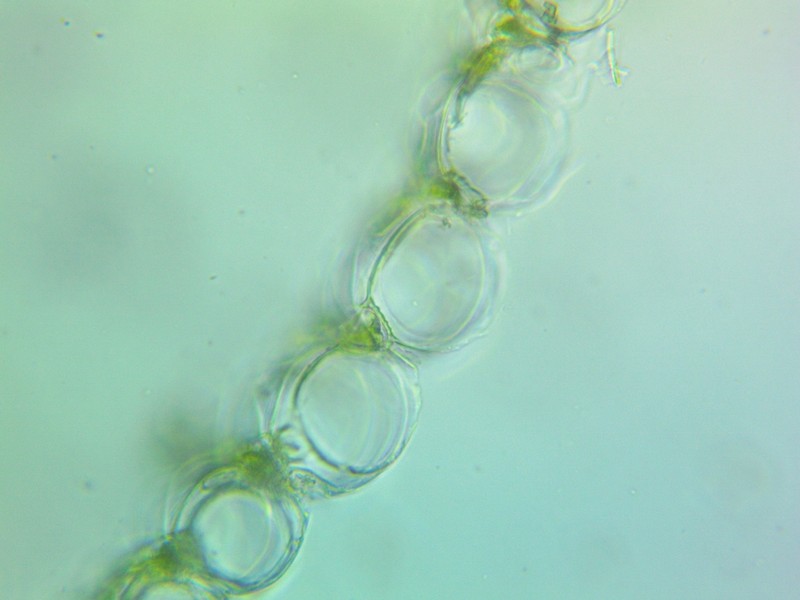 Sphagnum