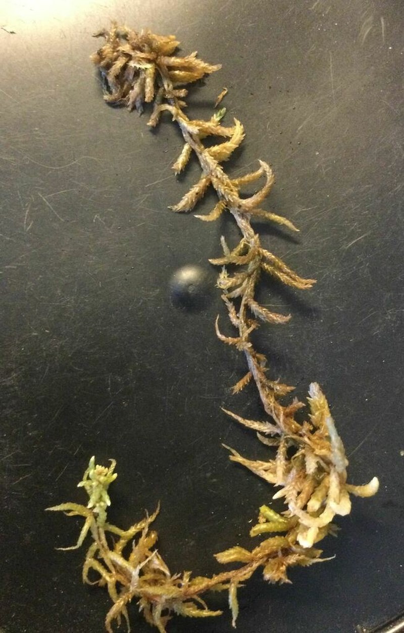 Sphagnum photo 2