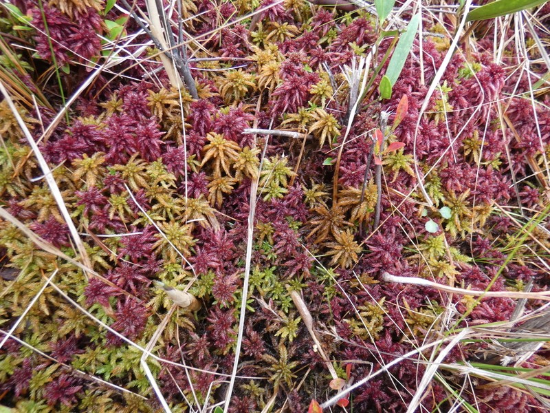 Sphagnum photo 3
