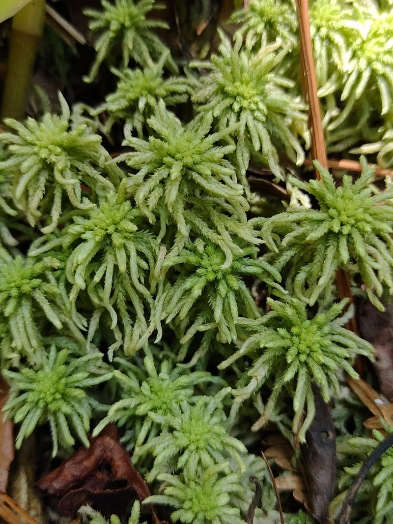 Sphagnum photo 4