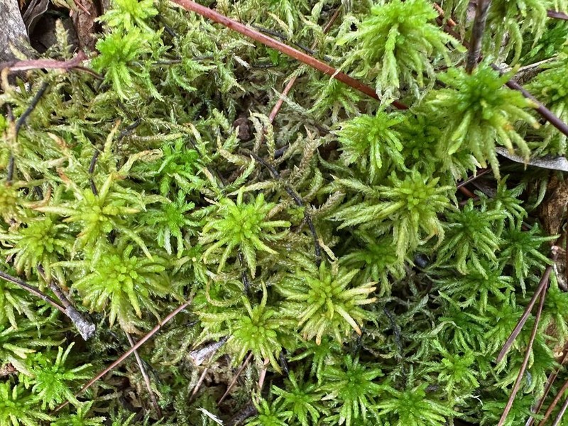 Sphagnum photo 5