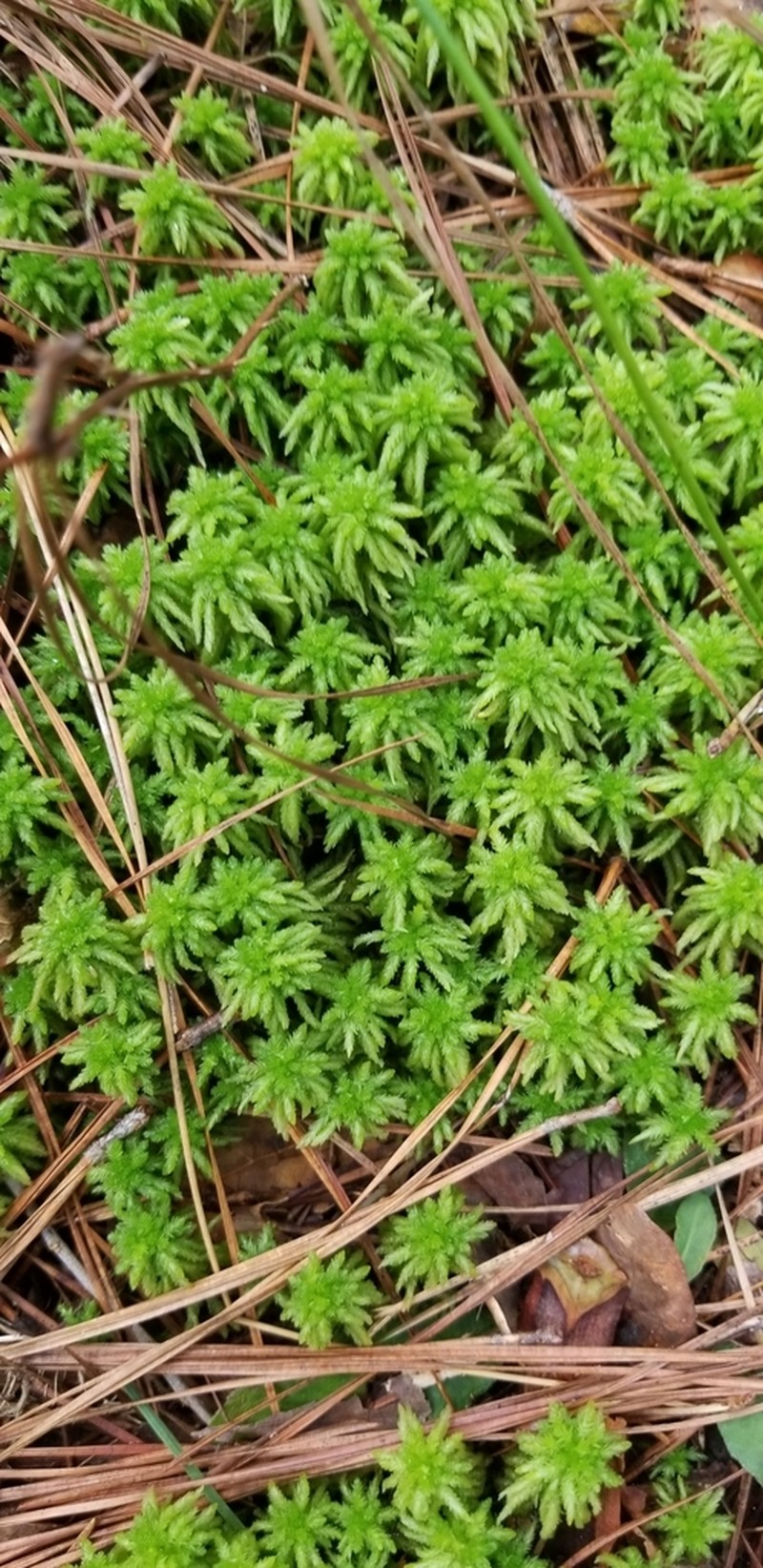 Sphagnum photo 6