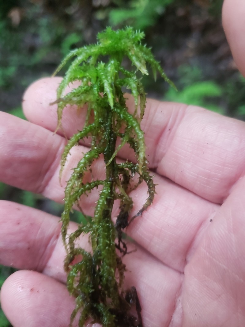 Sphagnum photo 7
