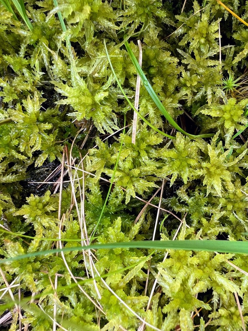 Sphagnum photo 8