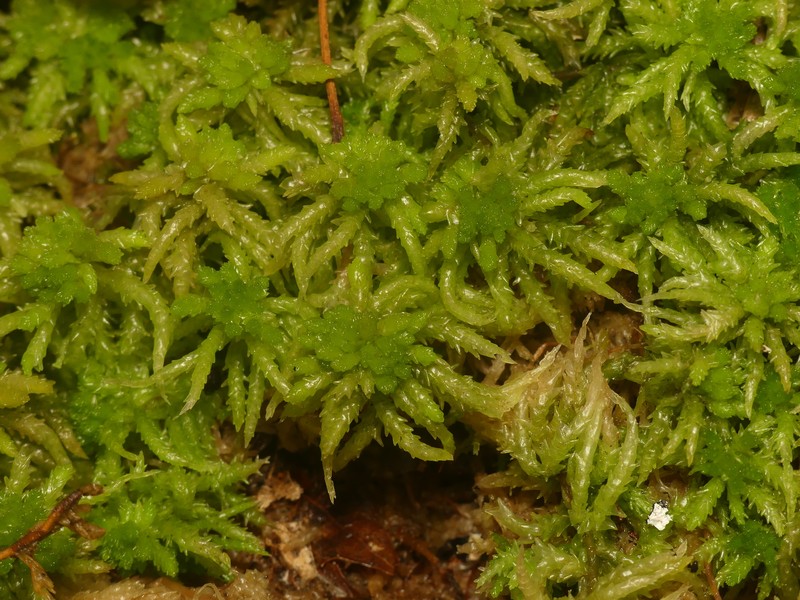 Sphagnum