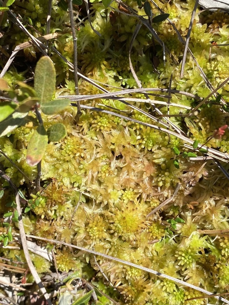Angerman's Sphagnum photo 2