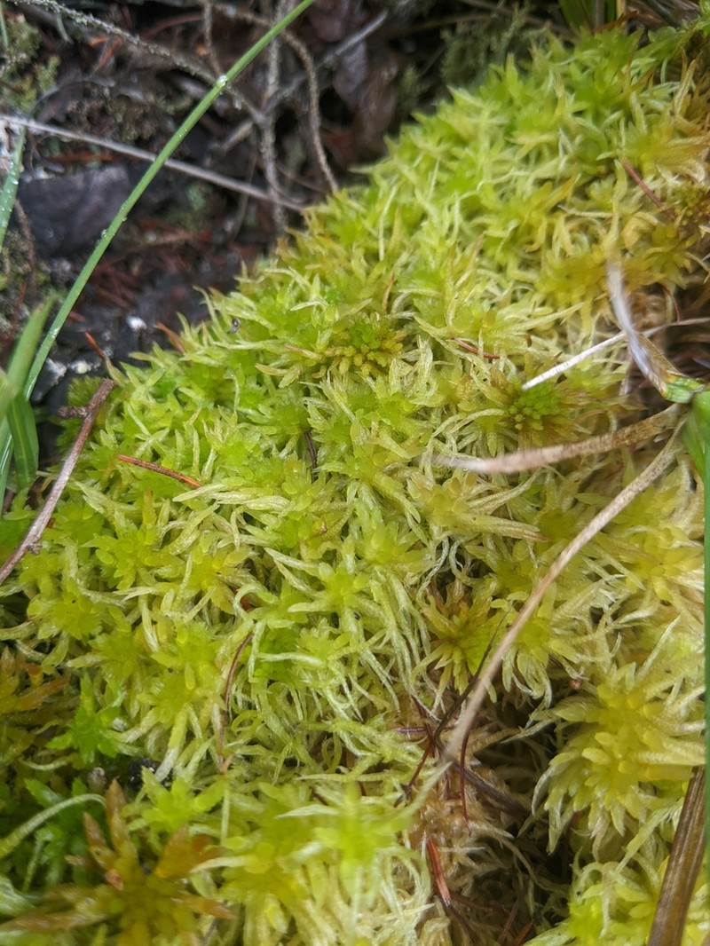 Angerman's Sphagnum photo 3