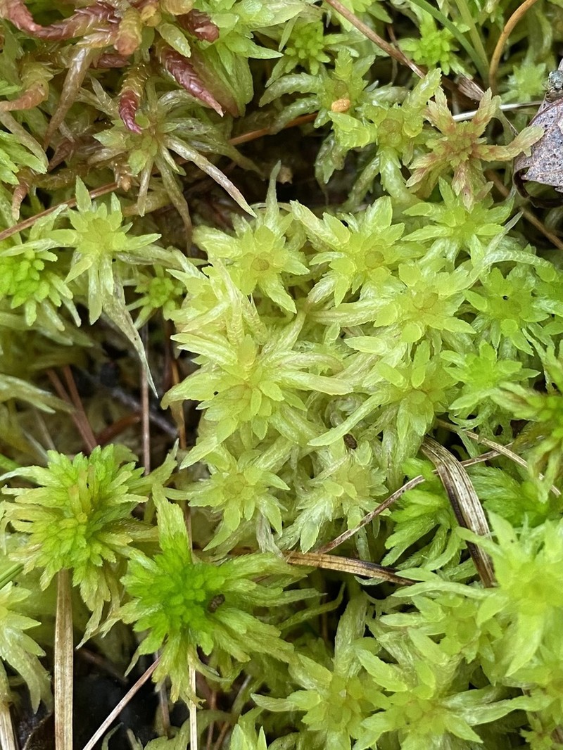 Angerman's Sphagnum photo 4