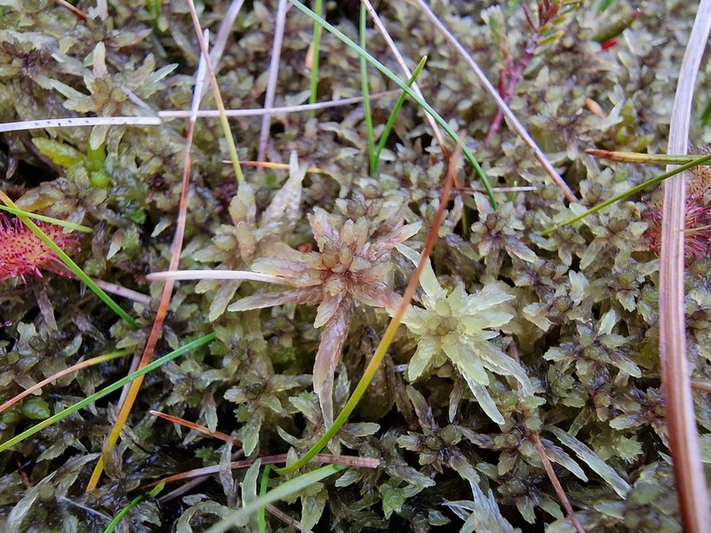Angerman's Sphagnum photo 5