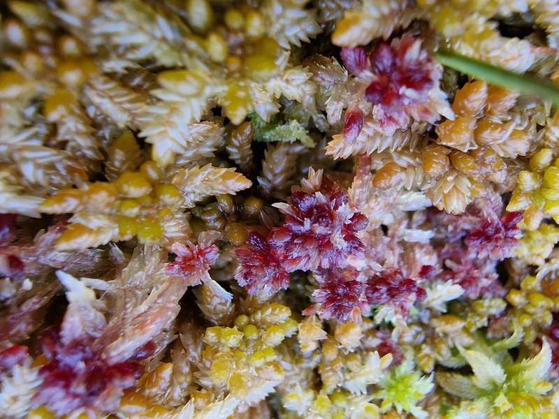Angerman's Sphagnum photo 6