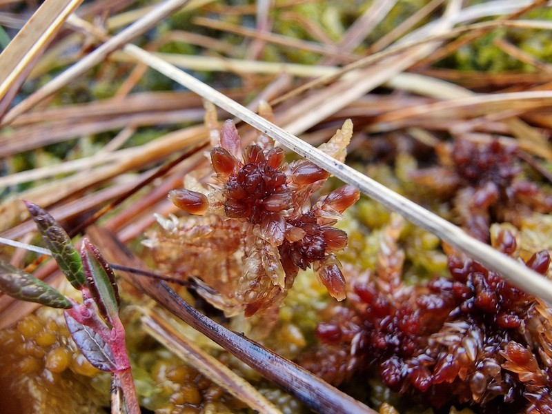 Angerman's Sphagnum photo 7
