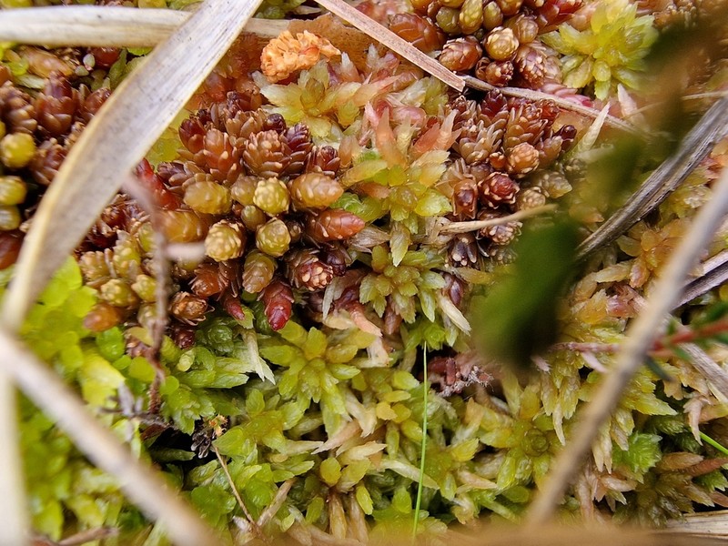 Angerman's Sphagnum photo 8