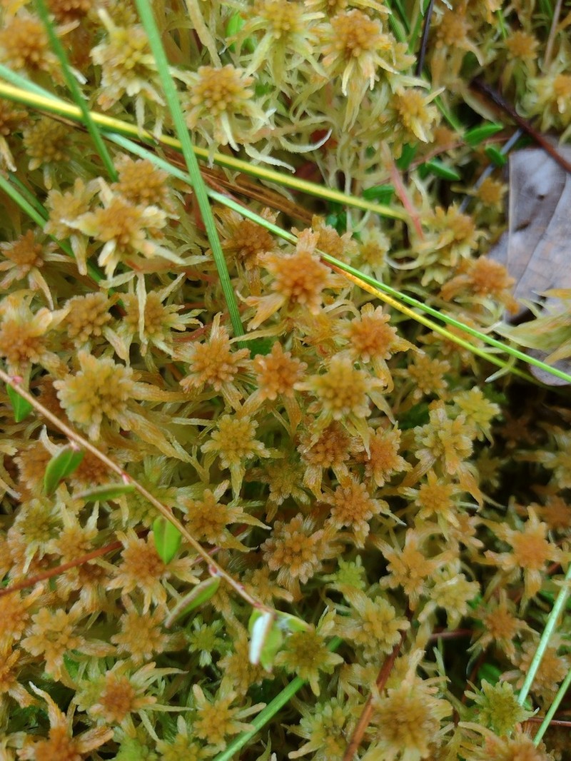Sphagnum photo 7